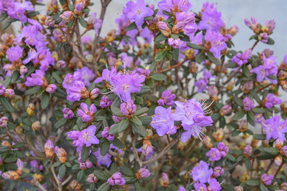 Rhododendron Ocean Lake