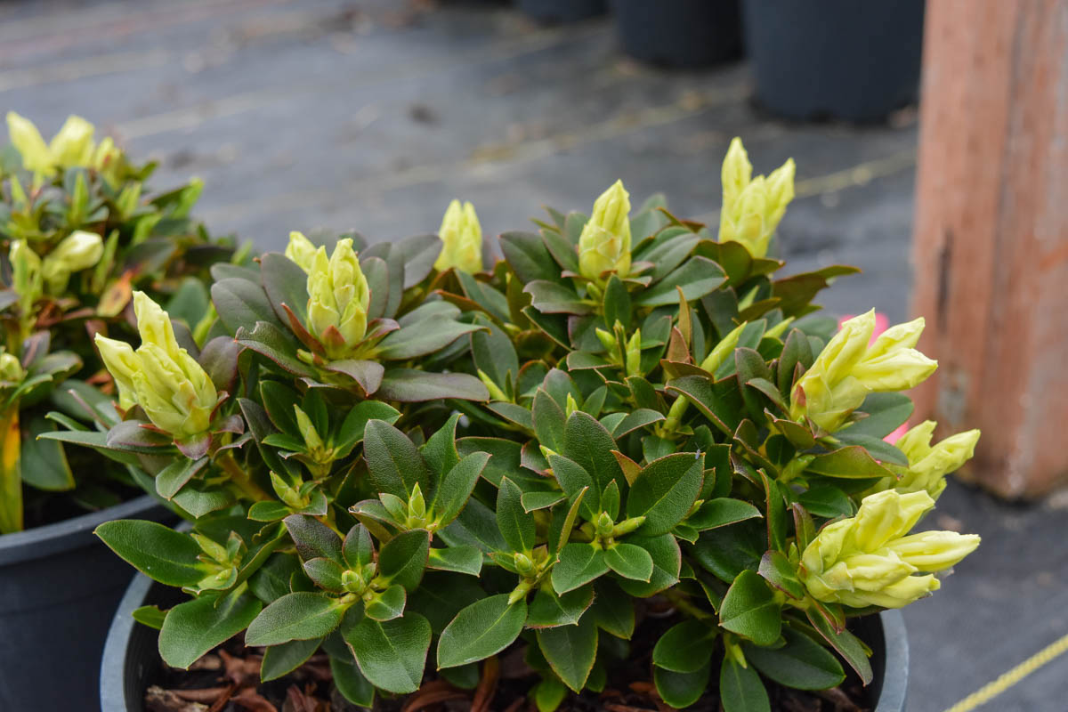 Patty Bee Rhododendron