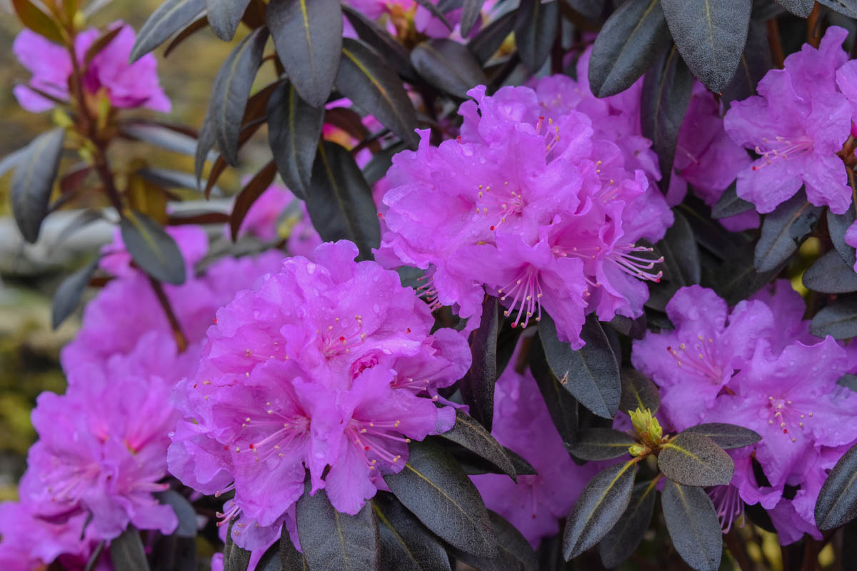 PJM Compact Rhododendron