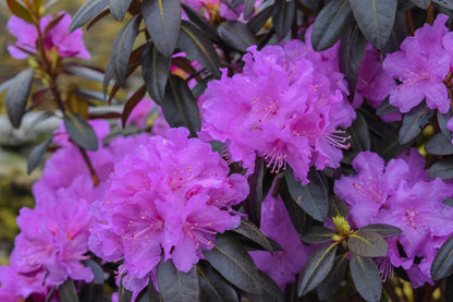 PJM Compact Rhododendron