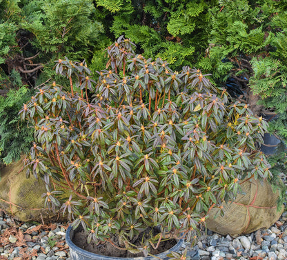 PJM Compact Rhododendron
