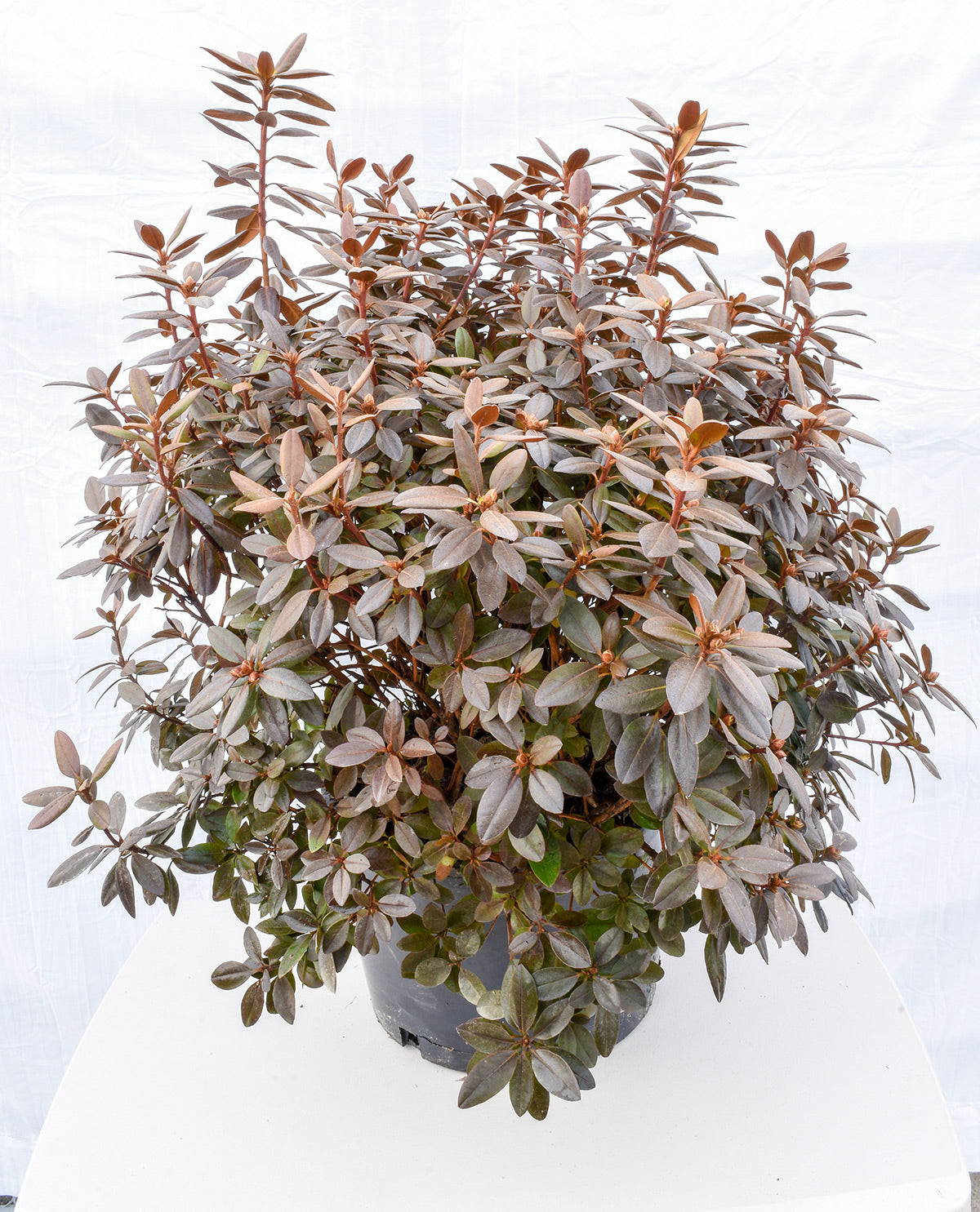 Compact Pacific Rhododendron PJM Compact Rhododendron – Plants4Home