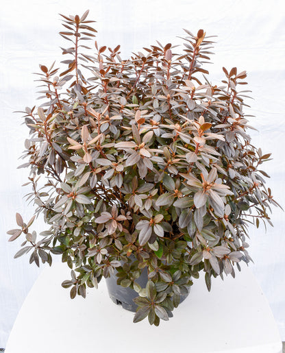 PJM Compact Rhododendron