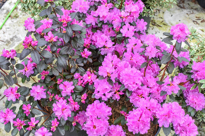 PJM Elite Rhododendron