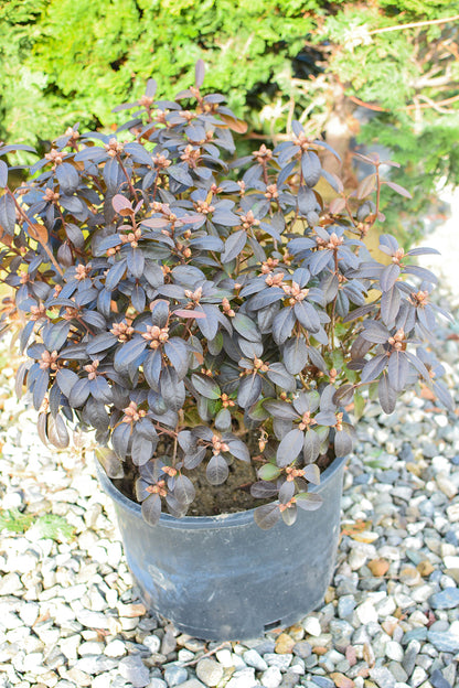 PJM Elite Rhododendron