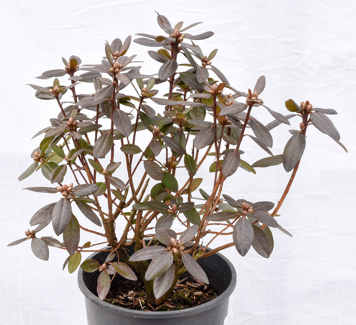 PJM Elite Rhododendron