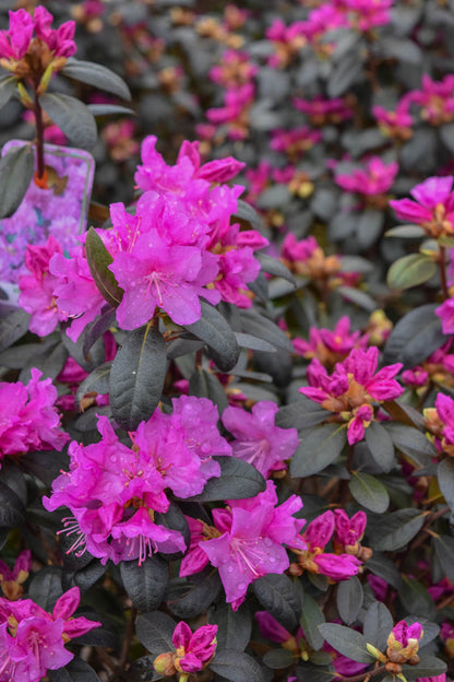 PJM Regal Rhododendron