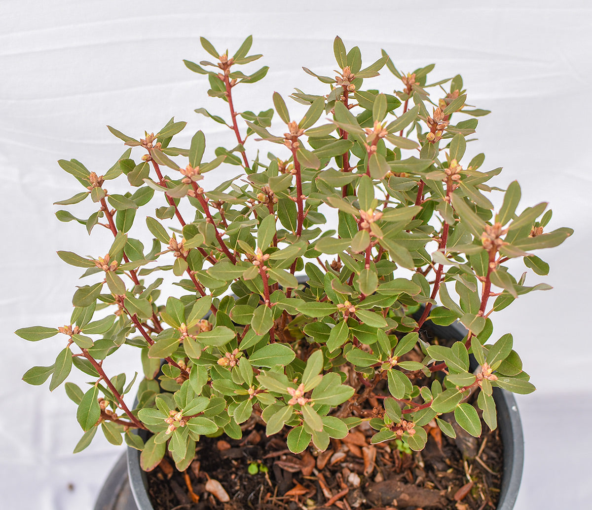Rock Rose Rhododendron