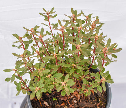 Rock Rose Rhododendron