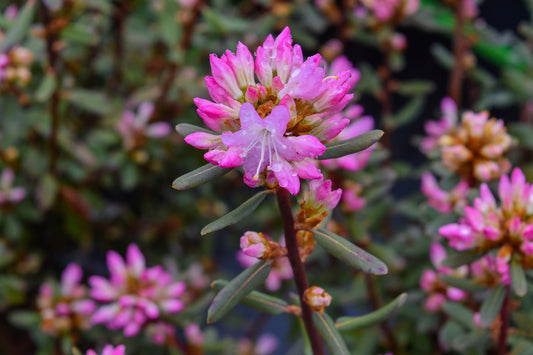 Rock Rose Rhododendron