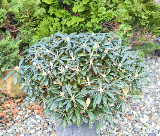 Silver Skies Rhododendron