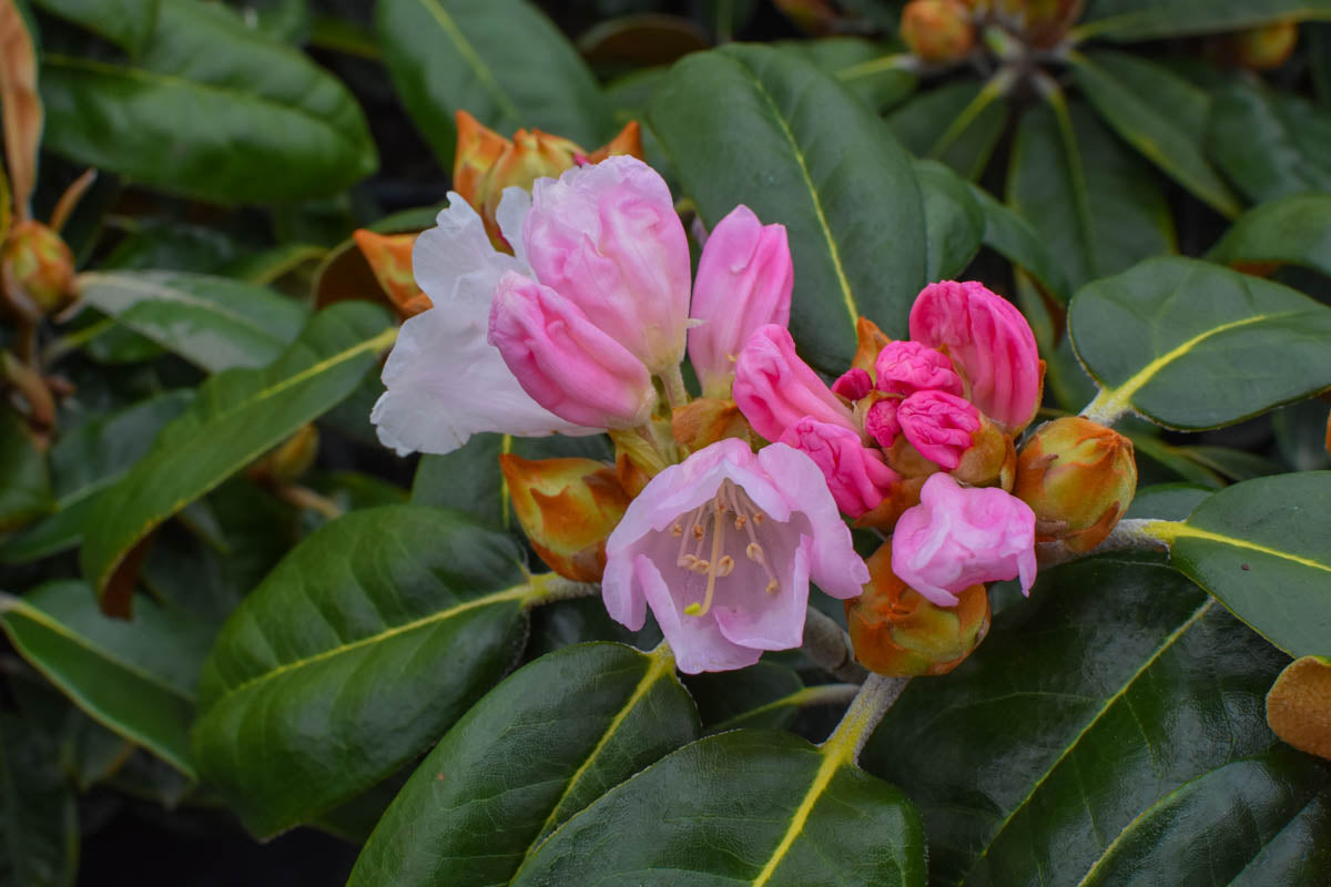 Teddy Bear Rhododendron