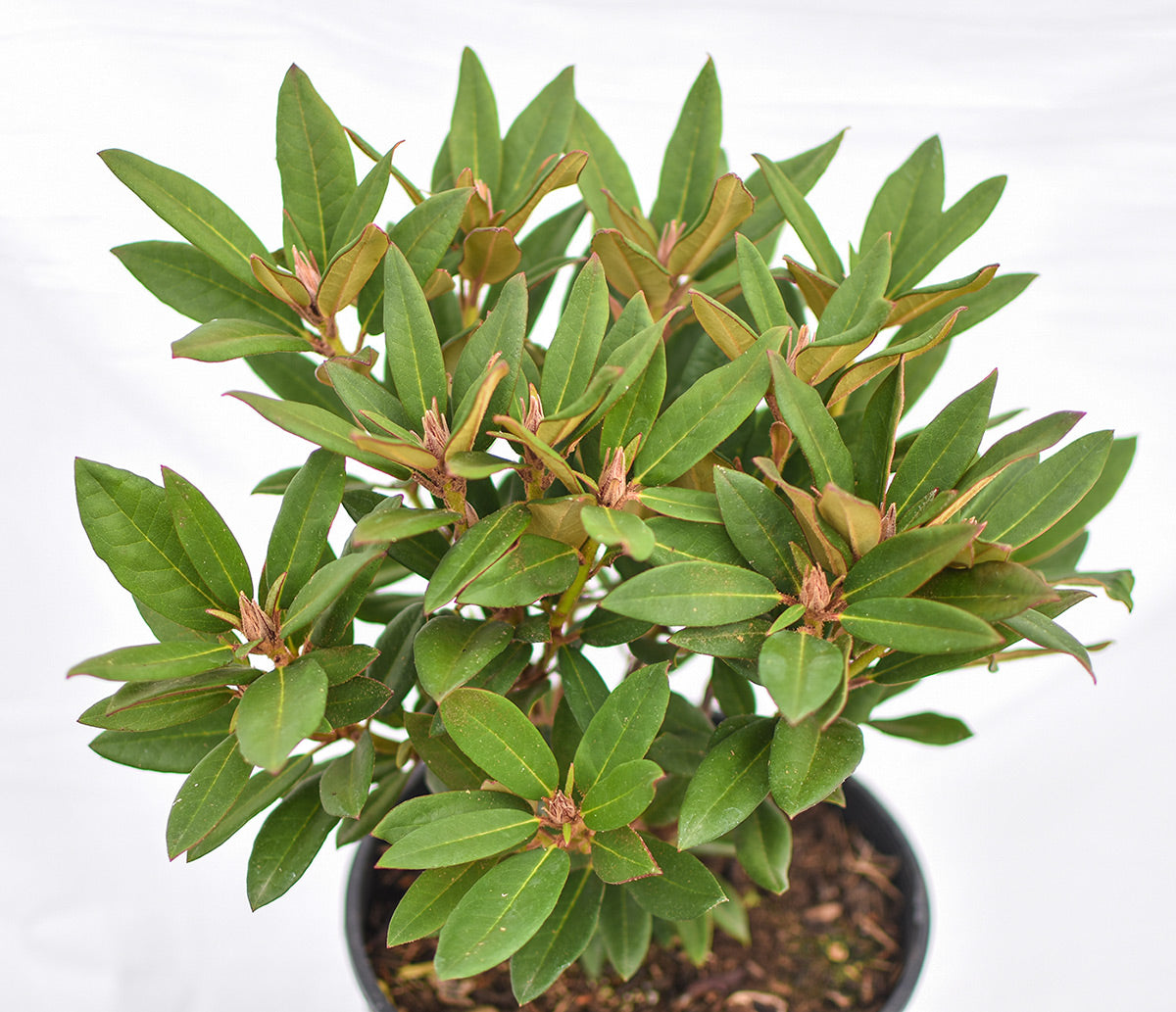 Winsome Rhododendron