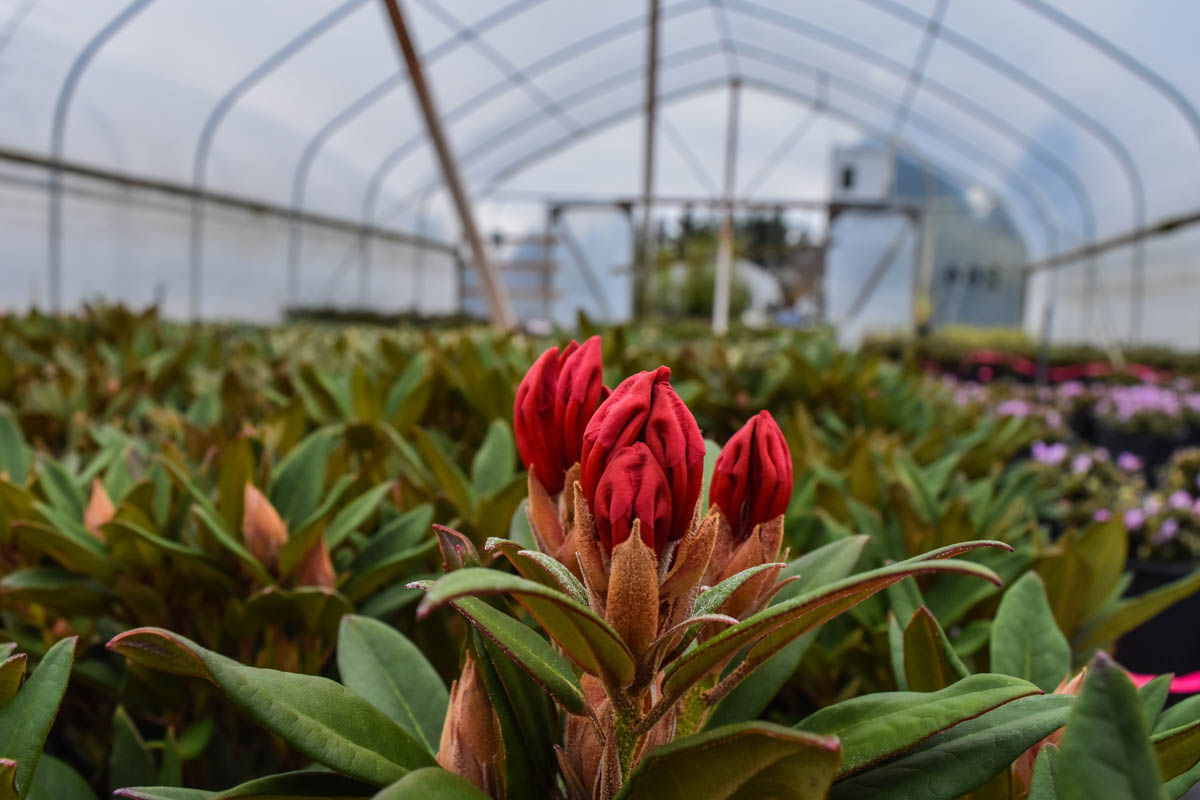 Winsome Rhododendron