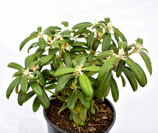 Yaku Prince Rhododendron