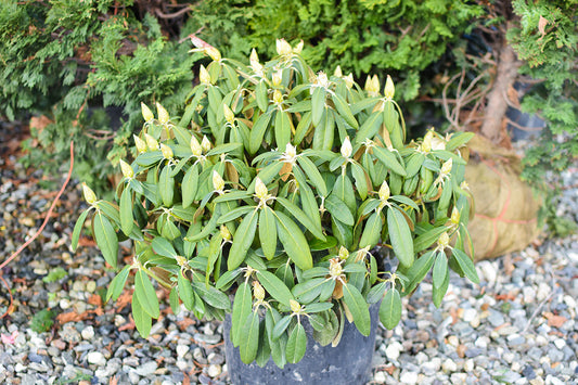 Yaku Princess Rhododendron