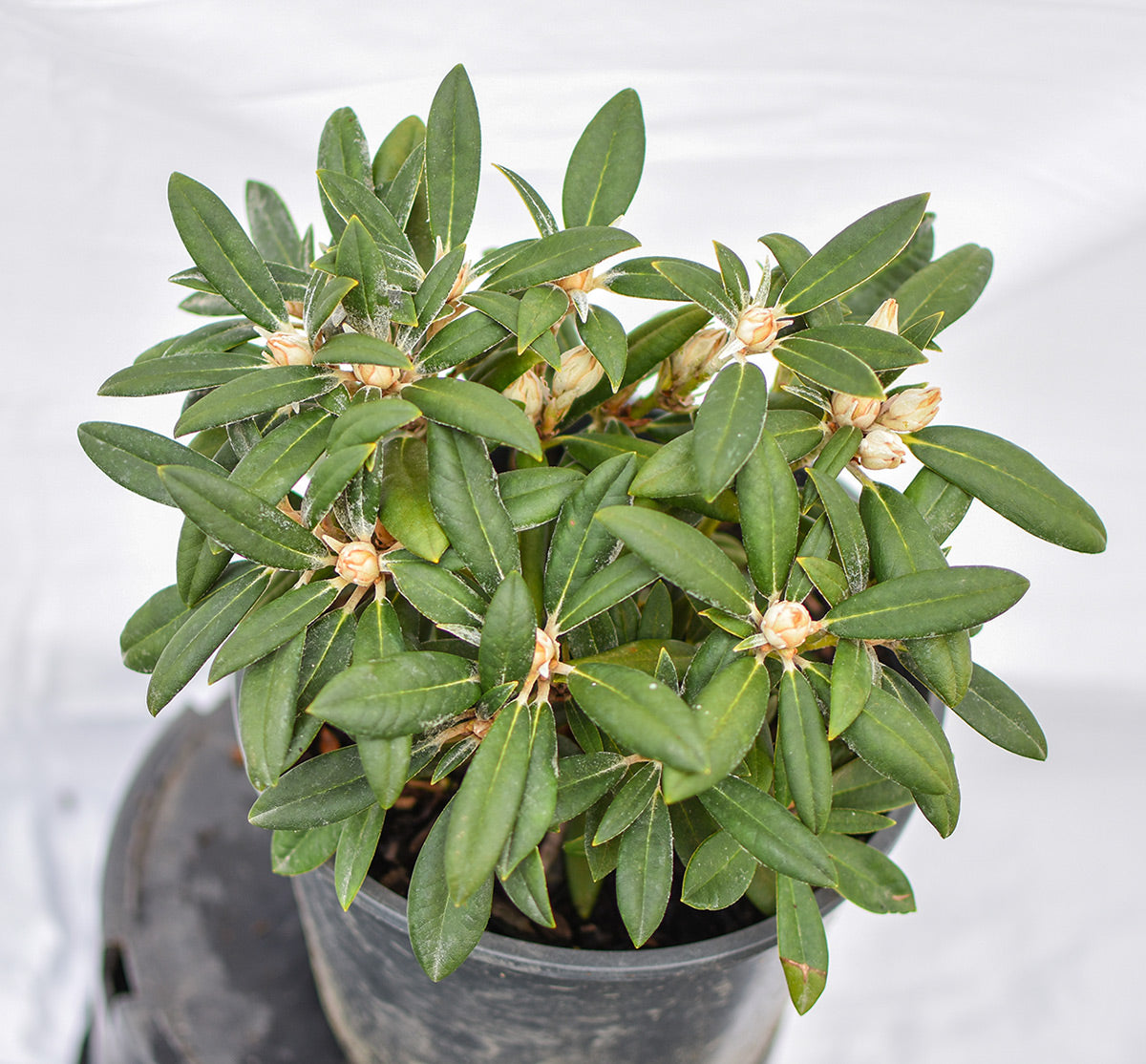 Cupcake Rhododendron