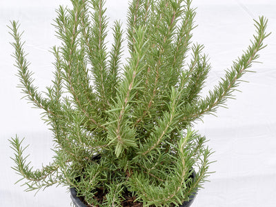 Zone 11