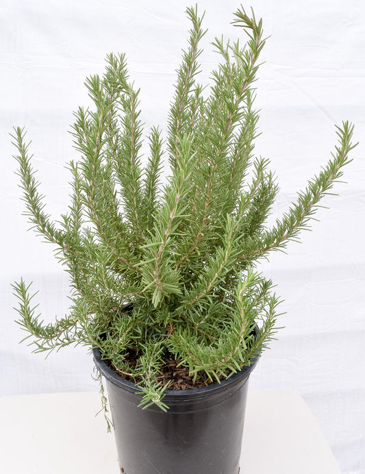 Tuscan Blue Rosemary