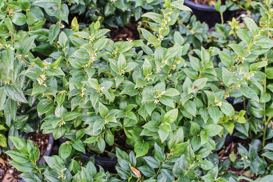 Sarcococca ruscifolia Fragrant Sweet Box