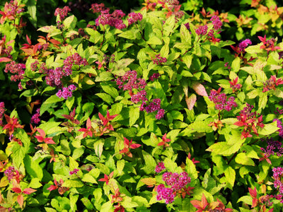 Spiraea