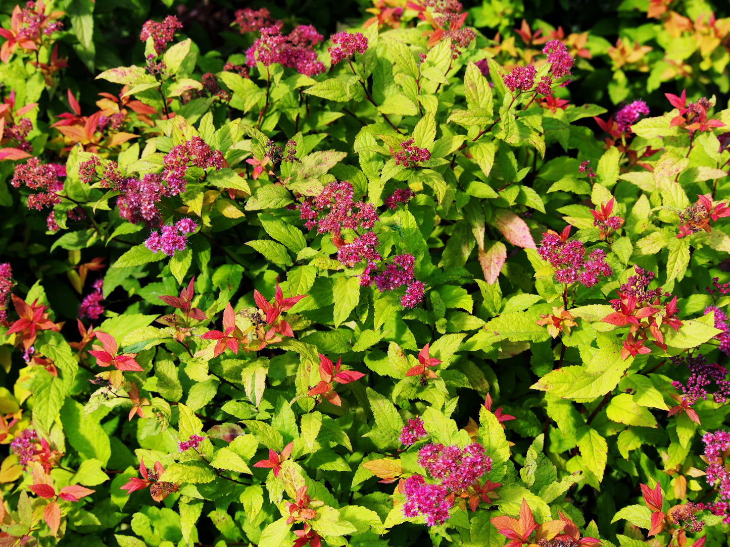 Goldflame Spiraea