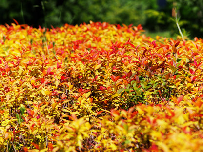 Goldflame Spiraea