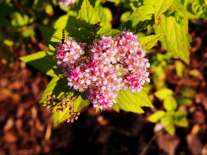 Goldmound Spiraea