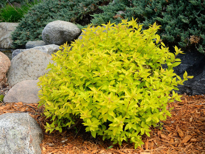 Spiraea