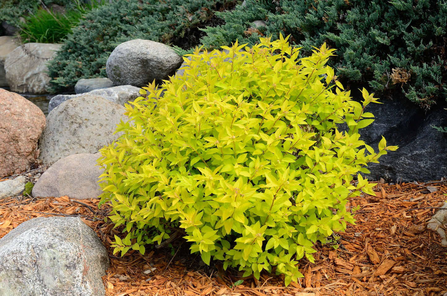 Goldmound Spiraea