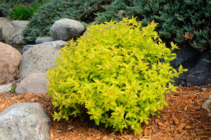 Goldmound Spiraea
