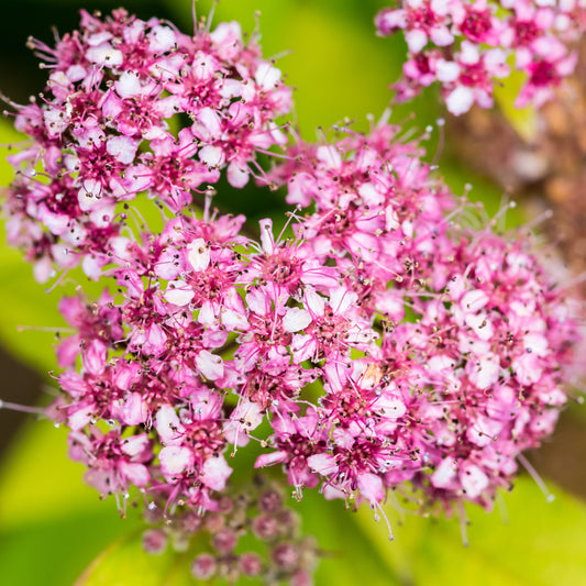 Magic Carpet Spiraea