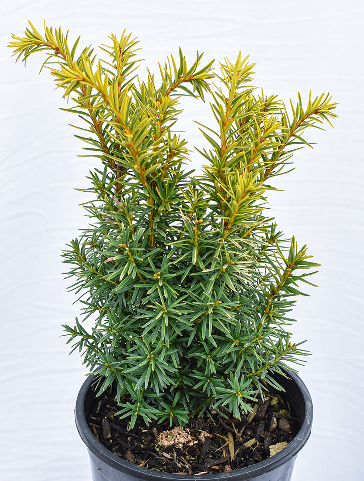 'Dwarf Bright Gold' Japanese Yew