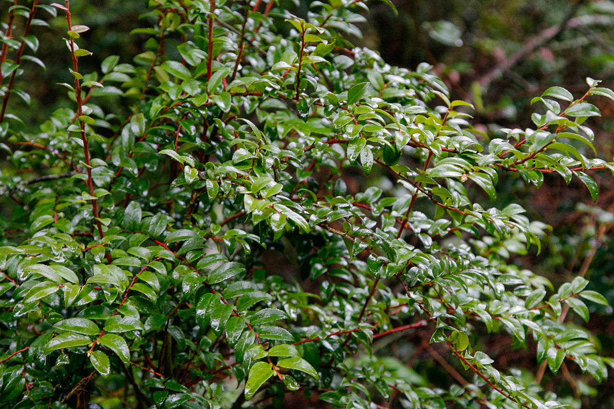 Evergreen Huckleberry