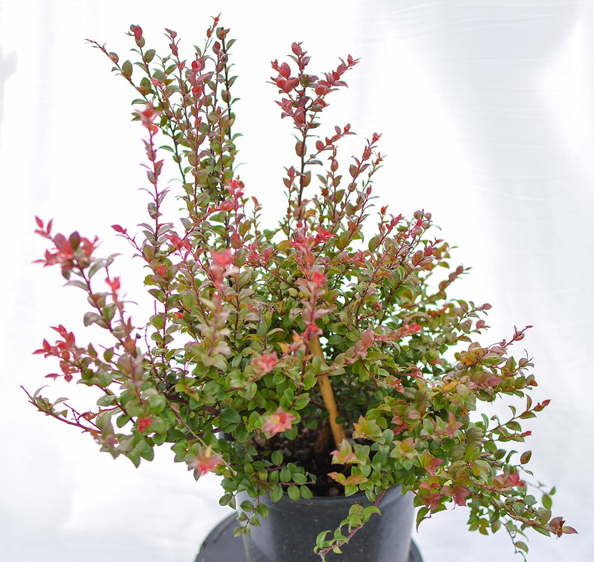 Evergreen Huckleberry