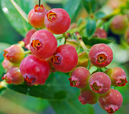 Pink Lemonade Blueberry