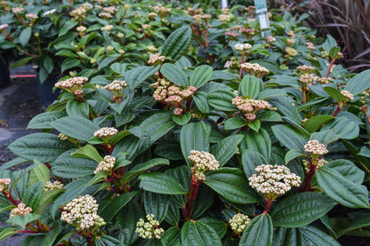 David Viburnum