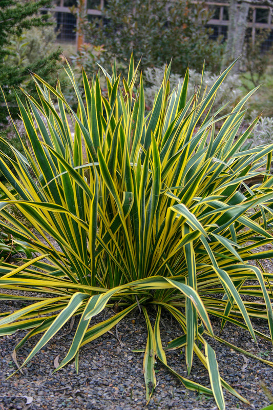 Bright Edge Yucca
