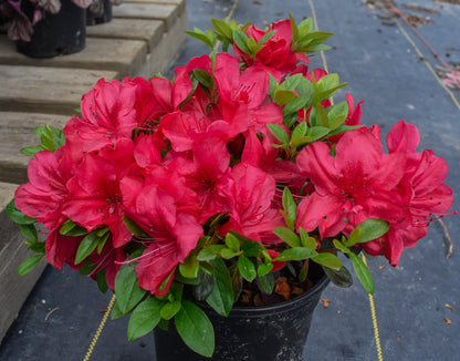 Mothers Day Azalea