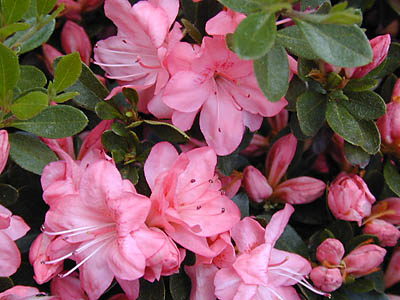 Pearl Bradford Azalea