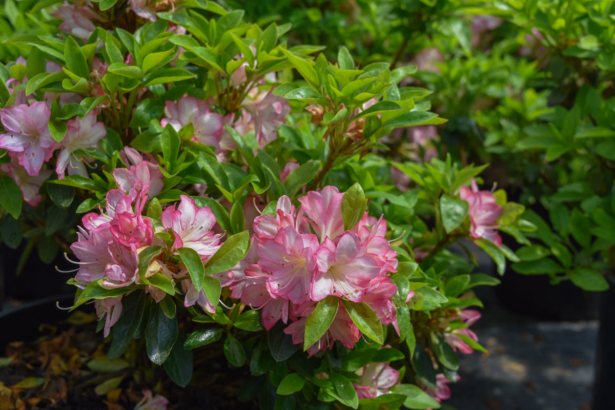 Azalea 7gl Girard's Hot Shot Azalea green foliage, single reddish-orange flowers ...