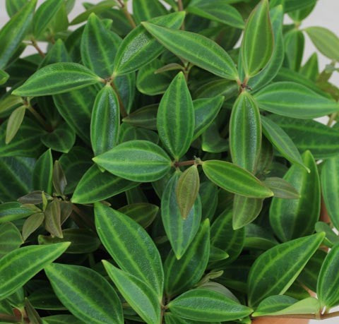 Peperomia Angulata Houseplant