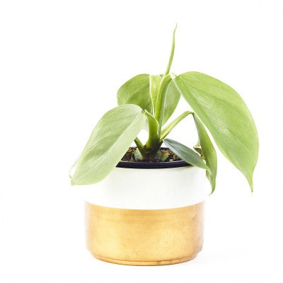 Philodendron Silver Sword Rare Houseplant