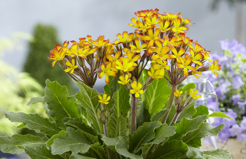 Primula Oakleaf Yellow Picotee Primrose