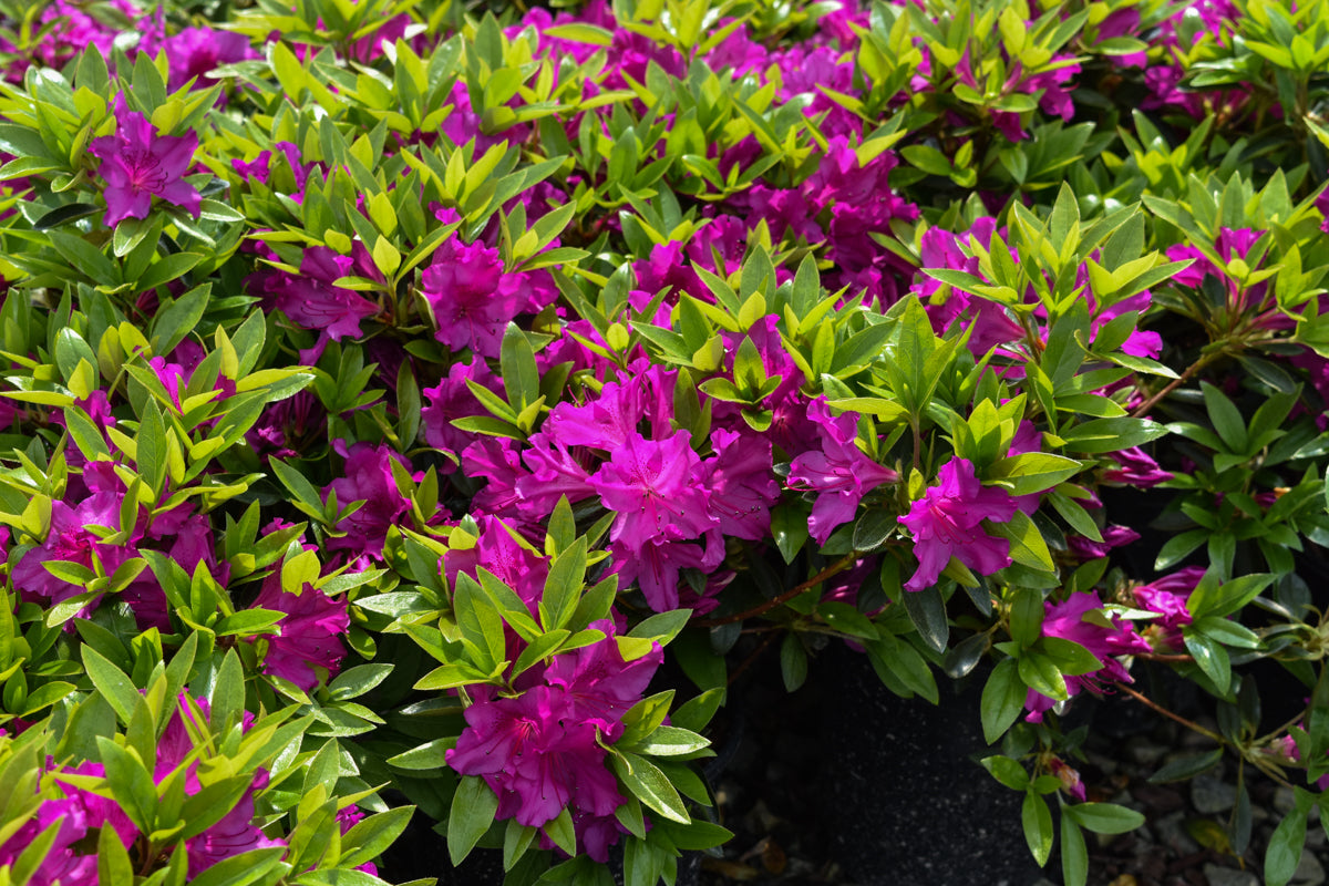 Purple Splendor Azalea Evergreen Shrub - Plants4Home