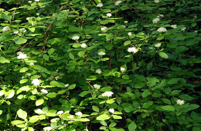 Cardinal Red-Twig Dogwood