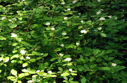 Cardinal Red-Twig Dogwood