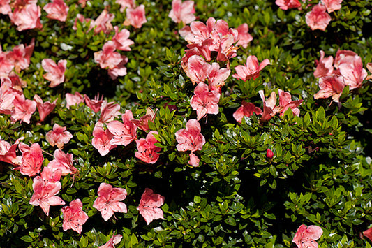 Rukizon Azalea