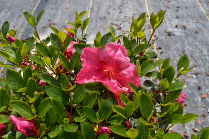 Satasuki Higasa Azalea