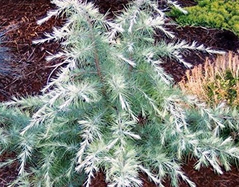 Silvermist Deodar Cedar